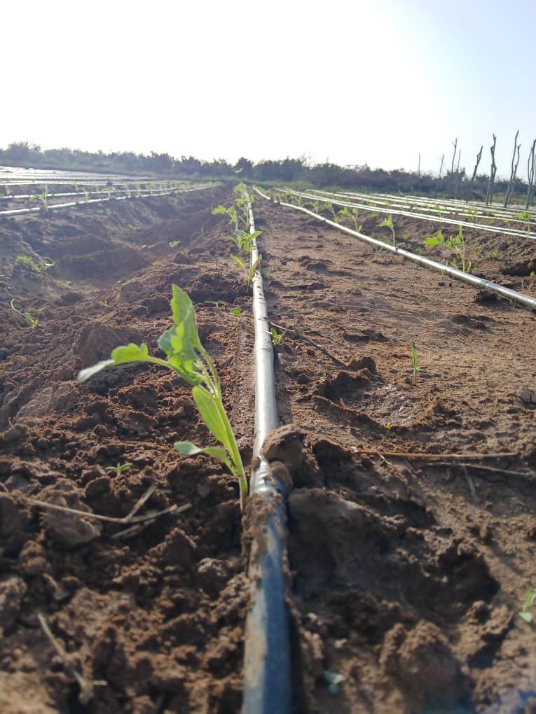 HORT field photo 5