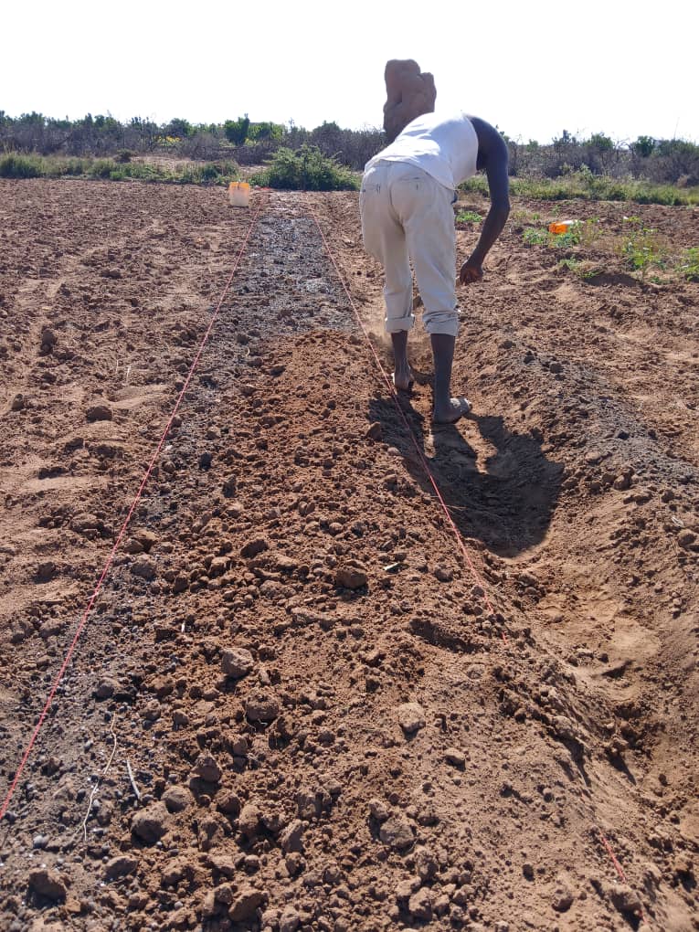 HORT field photo 52