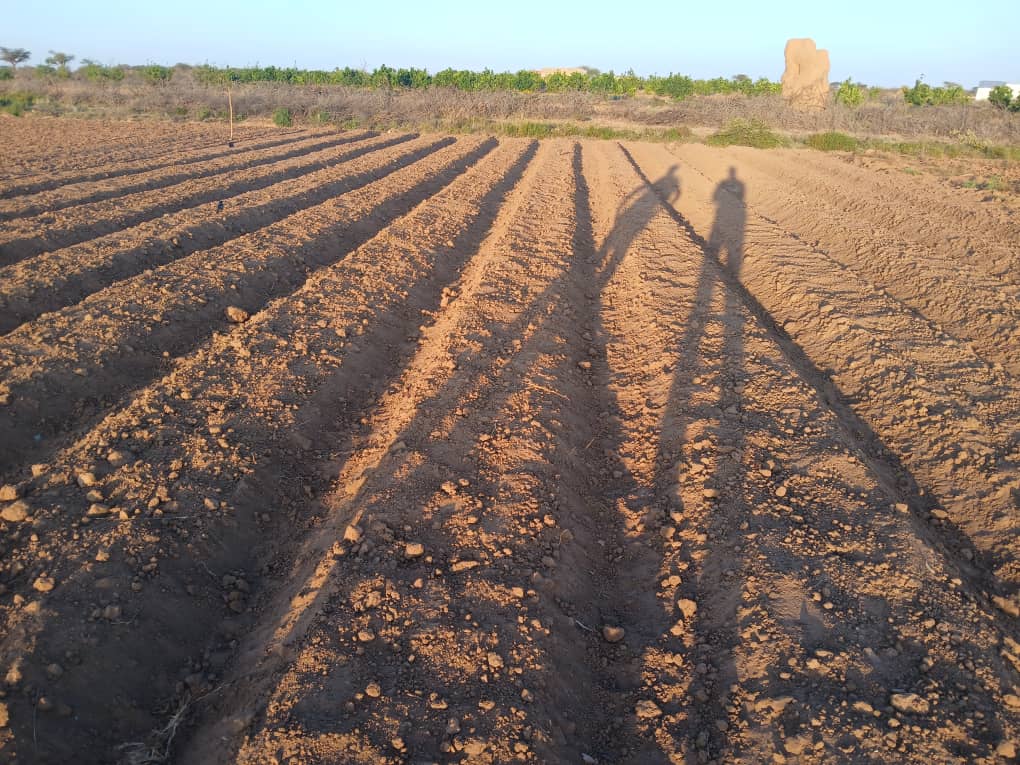 HORT field photo 54