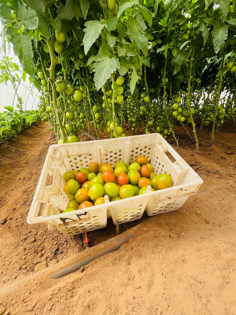 HORT field photo 63