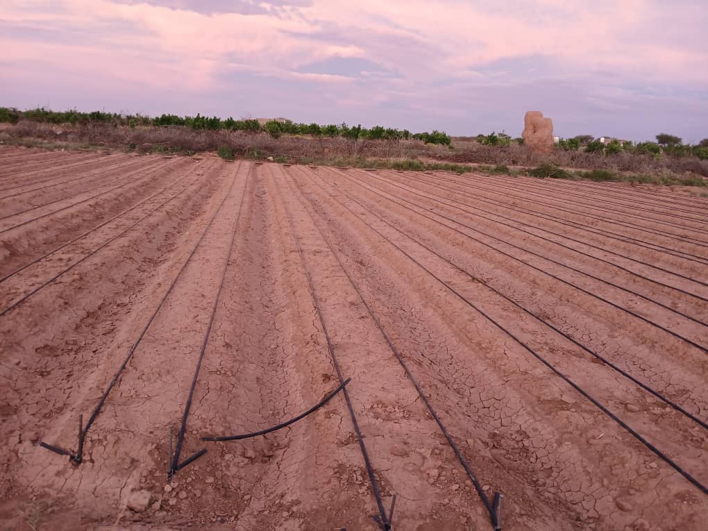 HORT field photo 65